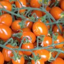 Pomodoro Datterino Arancione- Verdurazon.it, ortaggi siciliani online