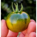 Pomodoro Camone - Az. Agricola Morana Mario