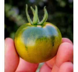 Pomodoro Camone - Az. Agricola Morana Mario