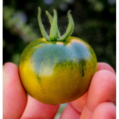 Pomodoro Camone - Az. Agricola Morana Mario