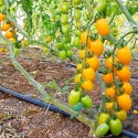 POMODORO DATTERINO "GIALLO" - Az. Agricola Morana Mario