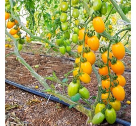 POMODORO DATTERINO "GIALLO" - Az. Agricola Morana Mario