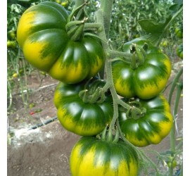 Pomodoro Costoluto Verde- Verdurazon.it, ortaggi siciliani online