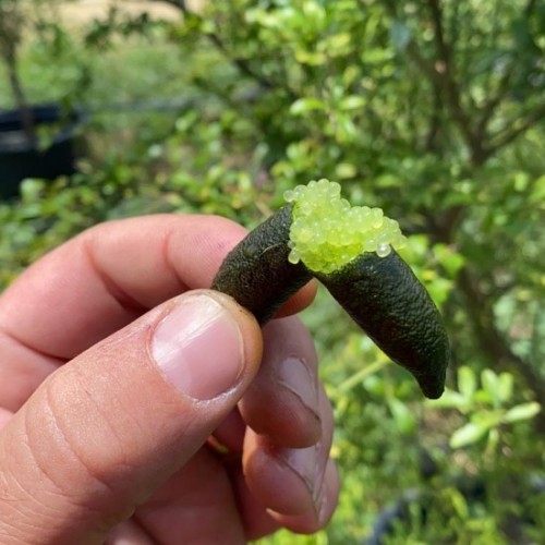 FINGER LIME