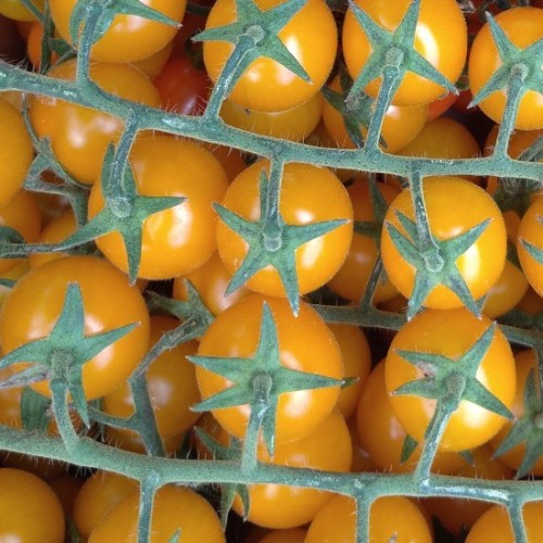 POMODORO CILIEGINO GIALLO